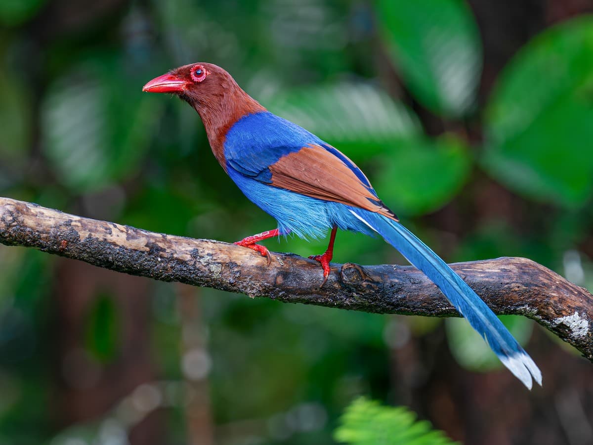 Birding in Sri Lanka